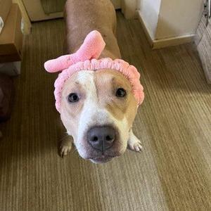 Almond, Pit Bull Terrier, adult, available for adoption