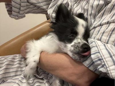 Wiggles, Mixed Breed, puppy, available for adoption
