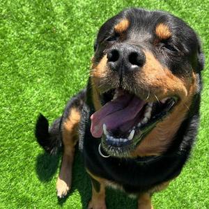 Rocky the Charmer, Rottweiler / Australian Shepherd, adult, available for adoption