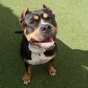 Isis, Rottweiler, adult, available for adoption