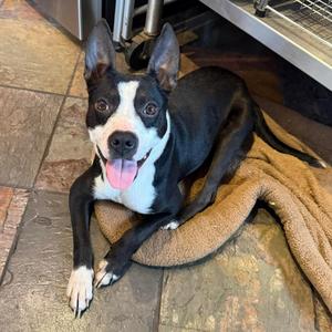 Evie, adult, available for adoption
