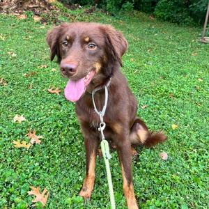 Ned, Shepherd, Australian, adult, available for adoption