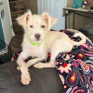 Ollie, Terrier, adult, available for adoption