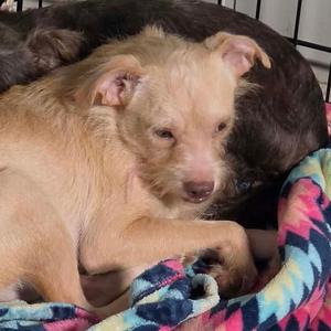 Tramp, Terrier, adult, available for adoption