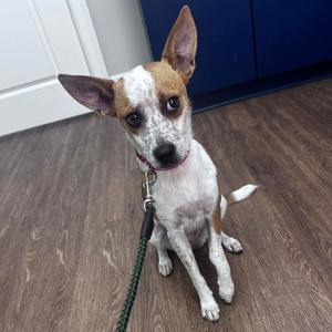 Piper, Cattle Dog, Australian (Red Heeler), adult, available for adoption