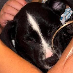 Fern, puppy, available for adoption