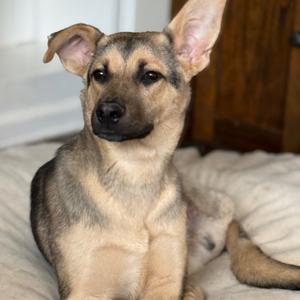 Bradley, Shepherd, German, adult, available for adoption