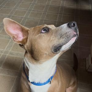 Dani, Mixed Breed (Medium), adult, available for adoption