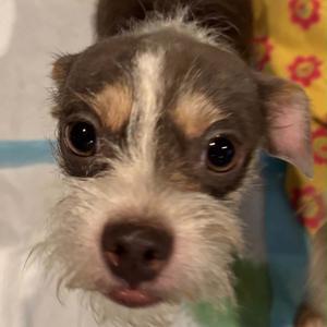 Lorax, Terrier, adult, available for adoption