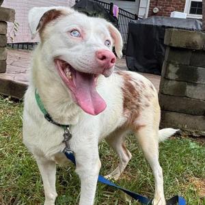 Miso, Cattle Dog, Australian (Red Heeler), adult, available for adoption
