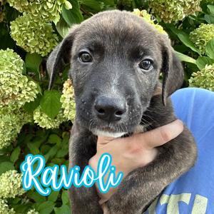 Ravioli, puppy, available for adoption