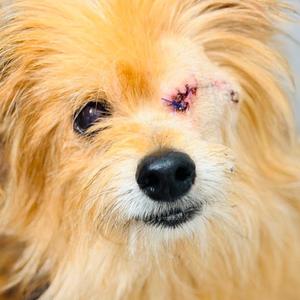 Close-up of a dog with a wound on its face