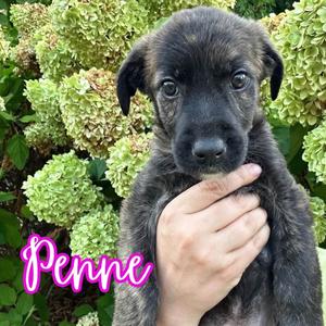 Penne, puppy, available for adoption