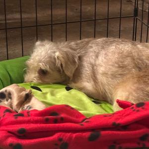 Blossom, Terrier, adult, available for adoption