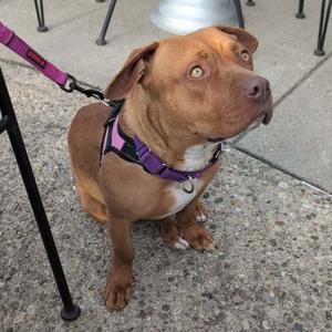 A brown pit bull mix dog with a purple harness and leash sits on a concrete surface.