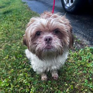 Toby, Pekingese, adult, available for adoption