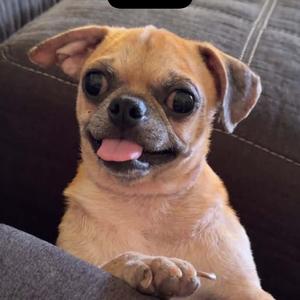 Wilson, adult, available for adoption