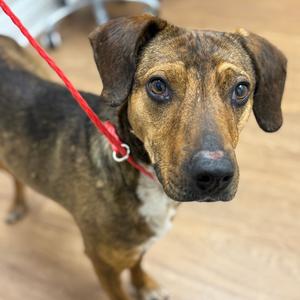 Lawrence, adult, available for adoption