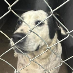 Susie Q, adult, available for adoption