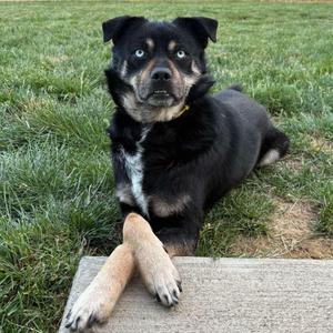 Sid, adult, available for adoption