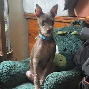 Uncle Fester, Terrier, adult, available for adoption