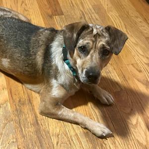 Pancake Patti, Mixed Breed (Medium), adult, available for adoption