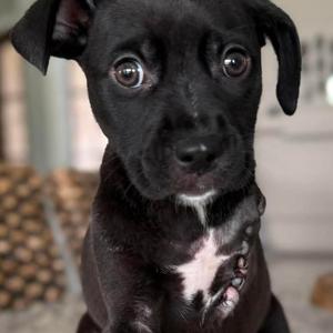 Clover, puppy, available for adoption