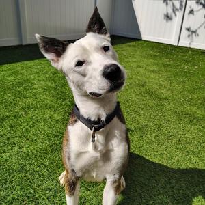Koda, Mixed Breed (Medium), adult, available for adoption