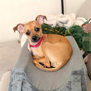 Diet Coke, Mixed Breed (Small), adult, available for adoption