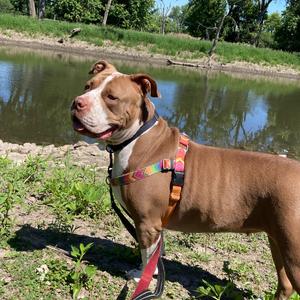 Gloria, Terrier, American Pit Bull, senior, available for adoption