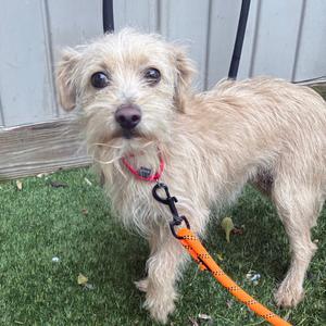 Astrid, Terrier, available for adoption