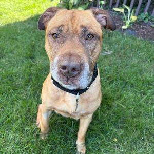 A brown dog with a black collar sitting on green grass.