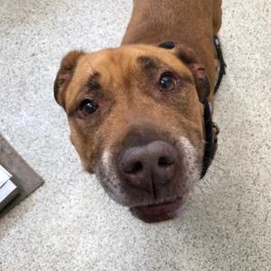 Erie, Mixed Breed (Large), senior, available for adoption