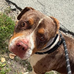 Charlotte, Mixed Breed (Large), adult, available for adoption