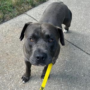A black dog with a yellow leash standing on a sidewalk.