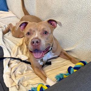 Gabe, Terrier, American Staffordshire, adult, available for adoption