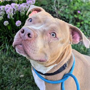 Gabe, Terrier, American Staffordshire, adult, available for adoption