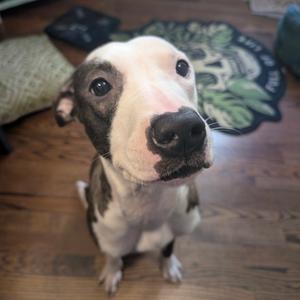 A black and white dog with a white face and brown patches on its body, sitting on a wooden floor and looking up at the camera.
