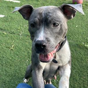 Kiwi, Mixed Breed (Medium), adult, available for adoption