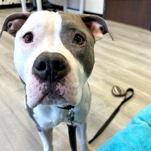 Artie, Mixed Breed (Large), adult, available for adoption