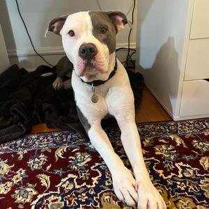 Artie, Mixed Breed (Large), adult, available for adoption