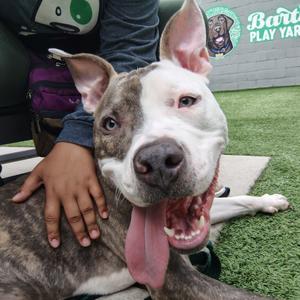 Jiminy, Terrier, adult, available for adoption
