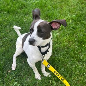Flick, Terrier, adult, available for adoption