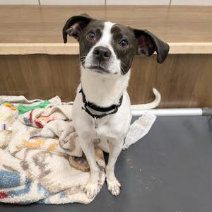 Flick, Terrier, adult, available for adoption