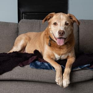 Einstein, Mixed Breed (Large), senior, available for adoption