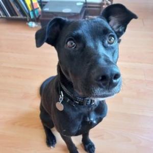 Ducky, Retriever, Labrador, adult, available for adoption