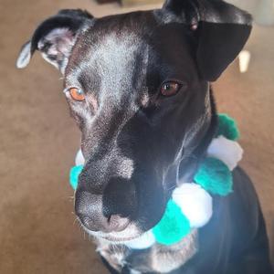 Ducky, Retriever, Labrador, adult, available for adoption