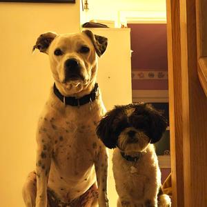 Two dogs sitting together, one large and one small, both looking at the camera.