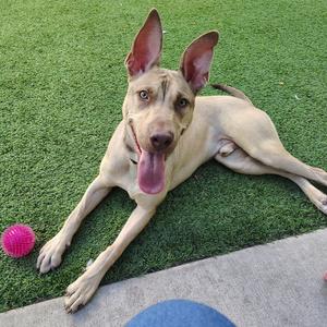 Earthworm Jim, Mixed Breed (Medium), young, available for adoption