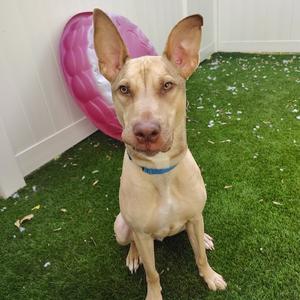 Earthworm Jim, Mixed Breed (Medium), adult, available for adoption
